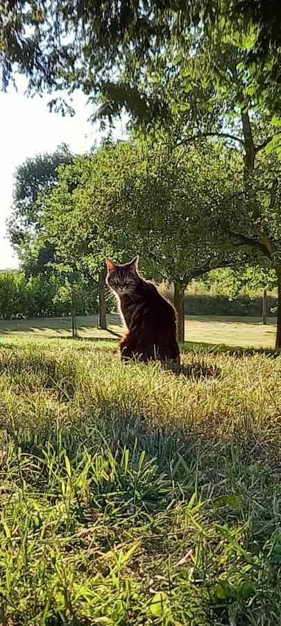 Chateau De Cleuville エクステリア 写真